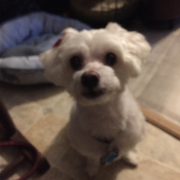 Meet your Posher, Charissa - Picture 3 of 4